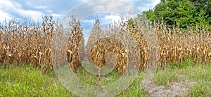 North Mississippi Corn Field Panorama.