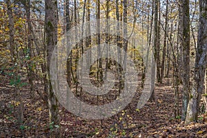 North Mississippi Panoramic Woodland Forest Landscape.