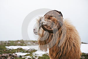 North mountain wild goat with brown fur and big horns. close up portrait shot