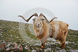 North mountain wild goat with brown fur and big horns stand at green highland valley