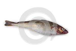 Saffron cod isolated on white