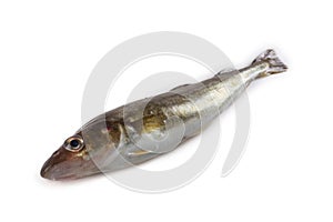 Saffron cod isolated on white