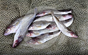 Saffron cod on net