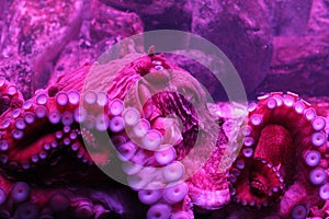 North pacific giant octopus photo