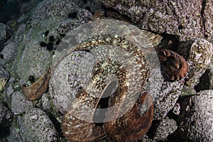 North pacific giant octopus camouglaged underwater