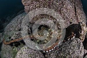 North Pacific Giant Octopus Underwater in Japan