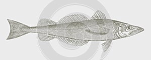 North Pacific hake merluccius productus, marine fish