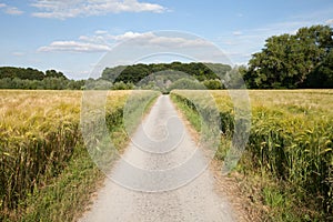 North Rhine-Westphalia, grain fields, barley fields and