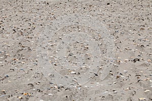 North sea beach shells