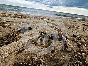 north sea crabs photo