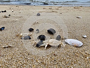 north sea crabs photo