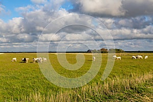 North sea dike landscape with sheep