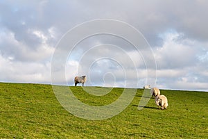 North sea dike landscape with sheep