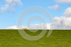 North sea dike landscape with sheep