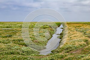 North sea dune landscape with salt meadow