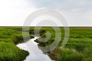 North sea dune landscape with salt meadow