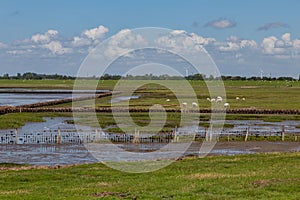 North sea dune landscape with sheep