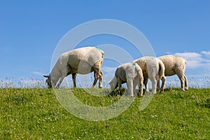 North sea dune landscape with sheep