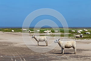 North sea dune landscape with sheep