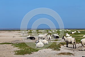 North sea dune landscape with sheep