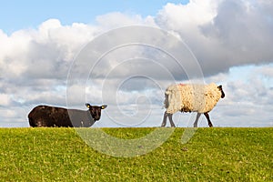 North sea dune landscape with sheep