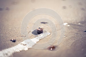 North sea waves ob sand beach with mollusk shells, Holland