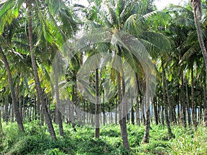 North shore of Oahu Palm trees farm