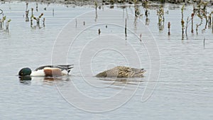 North Shoveler pair feeding (Anas clypeata)