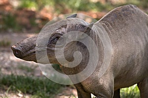 North Sulawesi babirusa, deer-pig, old female