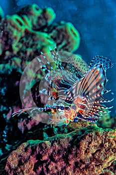 North Sulawesi,Indonesia,Lionfish on reef