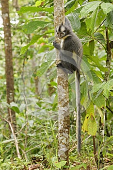 Oysterplant - Mertensia maritimNorth Sumatran Leaf Monkey - Presbytis thomasi