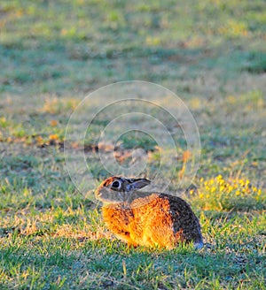 North Texas Eastern Cottontail Rabbit Sylvilagus floridanus