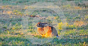 North Texas Eastern Cottontail Rabbit Sylvilagus floridanus