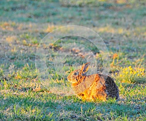 North Texas Eastern Cottontail Rabbit Sylvilagus floridanus