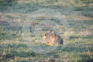 North Texas Eastern Cottontail Rabbit Sylvilagus floridanus