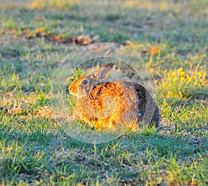 North Texas Eastern Cottontail Rabbit Sylvilagus floridanus