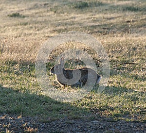 North Texas Eastern Cottontail Rabbit Sylvilagus floridanus