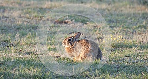North Texas Eastern Cottontail Rabbit Sylvilagus floridanus