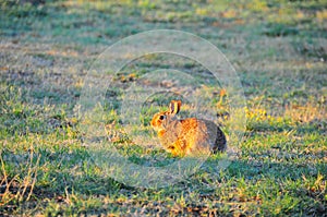 North Texas Eastern Cottontail Rabbit Sylvilagus floridanus