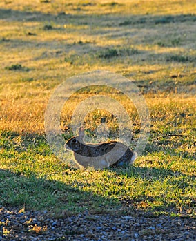 North Texas Eastern Cottontail Rabbit Sylvilagus floridanus