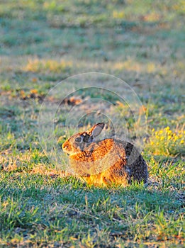 North Texas Eastern Cottontail Rabbit Sylvilagus floridanus photo