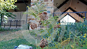A north Texas prickle weedplant