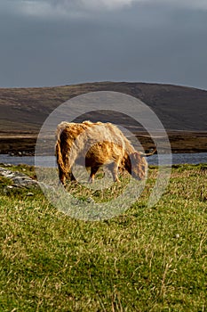 A North Uist Landscape with a Highland Cow Grazing on a Windy Day