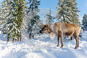 North Vancouver Canada - December 30, 2017: Reindeer in a winter landscape at Grouse Mountain.