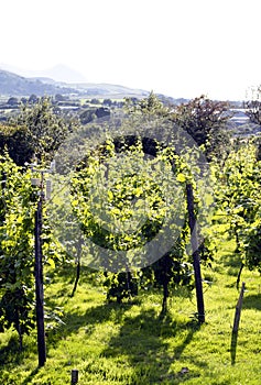 North Wales, Caernarfon. Vines in the late summer sun.