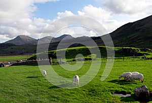 North Wales, Snowdonia. Sheep grazing in a field.