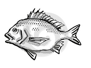 North West Black Bream Australian Fish Cartoon Retro Drawing photo