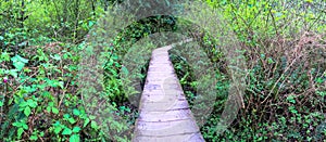 North West Hiking Trail through forest, Panoramic