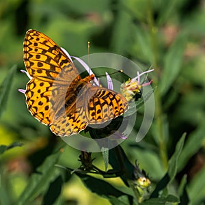 North Western Fritillary