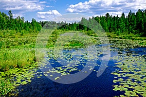 North Woods Wisconsin Landscape